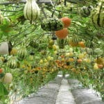 A garden with squash, representing acupuncture and Chinese medicine's view on fertility