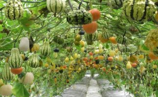 A garden with squash, representing acupuncture and Chinese medicine's view on fertility