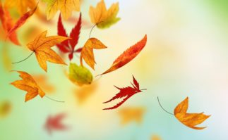 Fall leaves falling