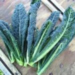 Berkeley Accupunture kale