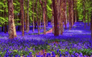 Berkeley Accupunture Trees and purple flowers