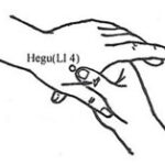 Berkeley Accupunture Large Intestine 4 acupuncture point