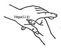 Berkeley Accupunture Large Intestine 4 acupuncture point