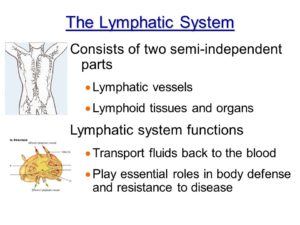 Lymphatic vessels. Lymphoid tissues and organs. Lymphatic system functions. Transport fluids back to the blood. Play essential roles in body defense and resistance to disease.