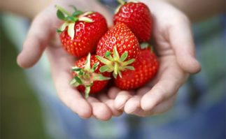 Berkeley Accupunture Fresh Strawberries
