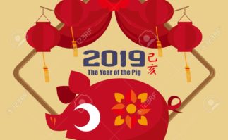 Chinese new year pig