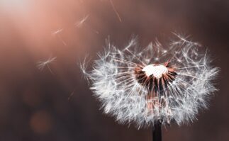 Dandelion Weed