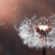 Dandelion Weed