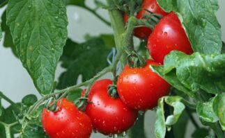 tomatoes-g07d168d3a_1920 tomatoes on a vine