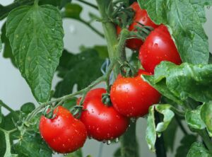 tomatoes in a wine