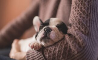 Puppy Sleeping