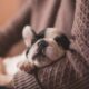 Puppy Sleeping