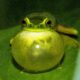 Frog with large throat