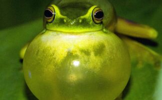 Frog with large throat
