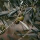 olive tree
