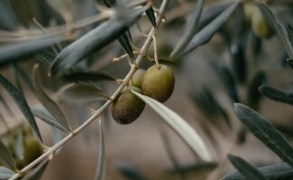 olive tree