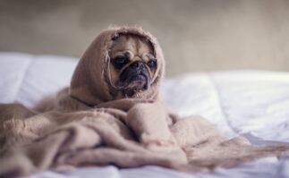 Pug dog sick in bed